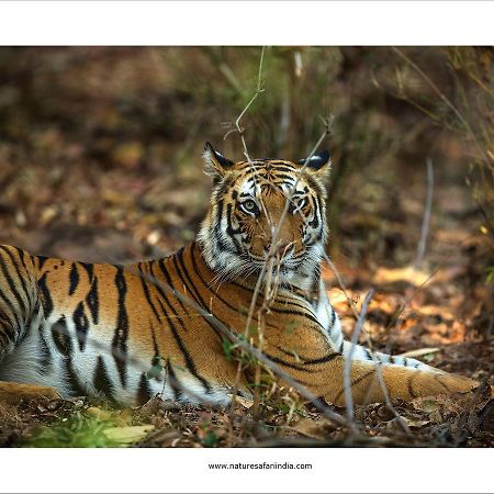 Tiger'S Den Resort Bandhavgarh National Park Eksteriør billede