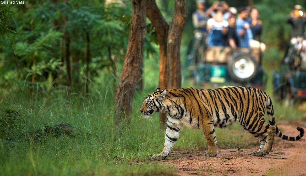 Tiger'S Den Resort Bandhavgarh National Park Eksteriør billede