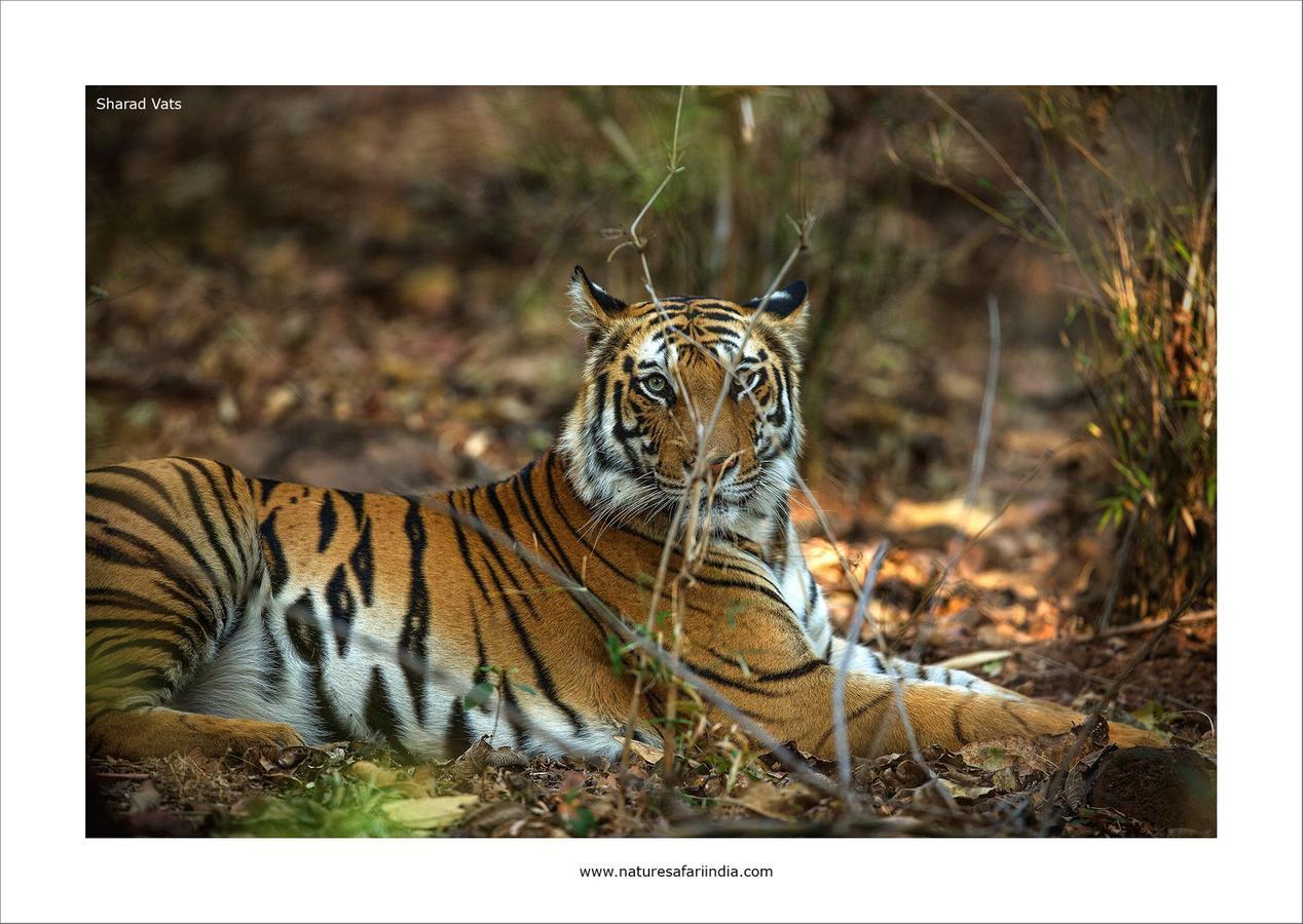 Tiger'S Den Resort Bandhavgarh National Park Eksteriør billede