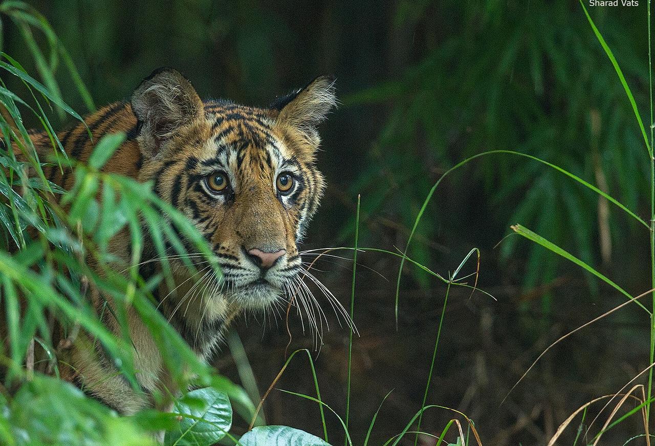 Tiger'S Den Resort Bandhavgarh National Park Eksteriør billede