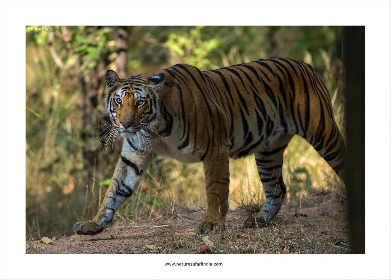Tiger'S Den Resort Bandhavgarh National Park Eksteriør billede